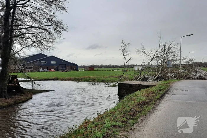 Boom valt over weg heen