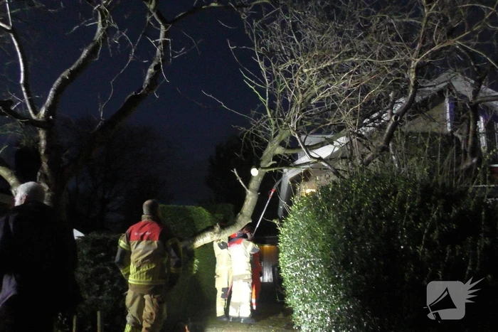 Grote tak breekt van boom