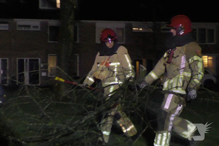 Grote tak breekt van boom