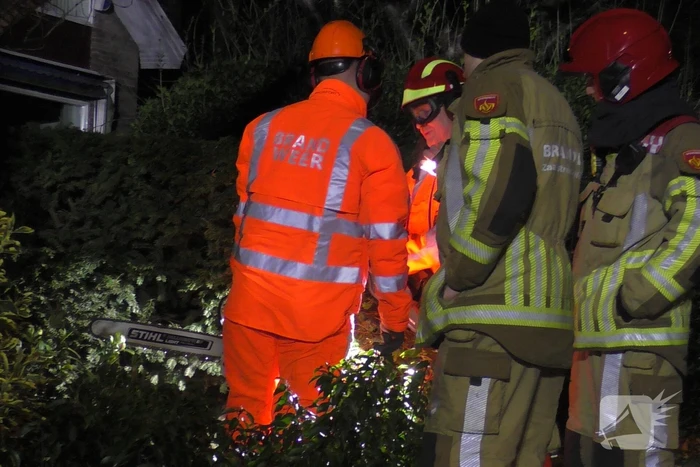 Grote tak breekt van boom