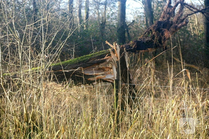 Omgewaaide boom verspert weg