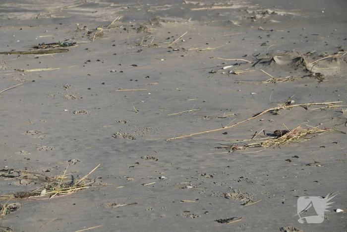 Meerdere bolletjes olie op strand aangetroffen