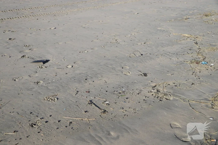 Meerdere bolletjes olie op strand aangetroffen