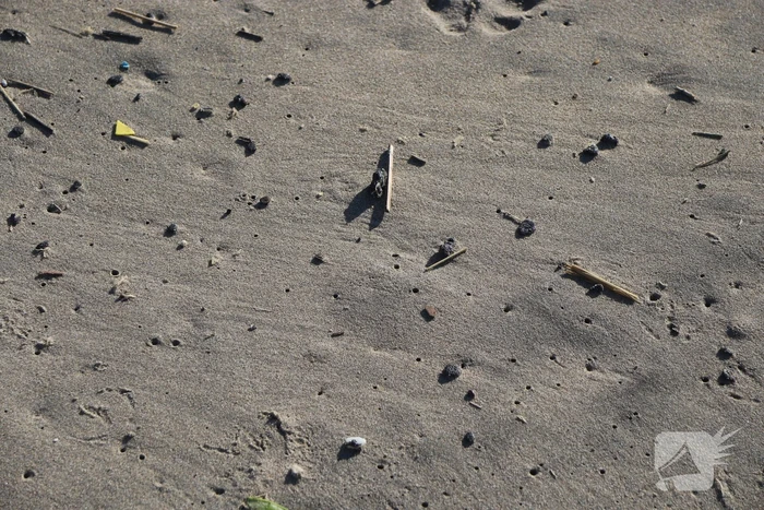 Meerdere bolletjes olie op strand aangetroffen