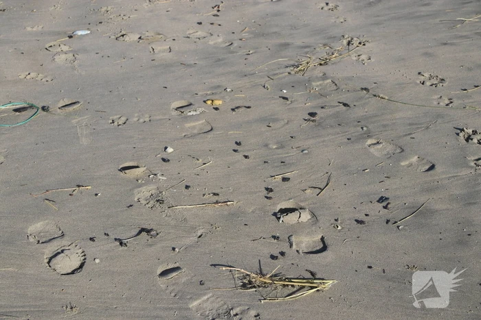 Meerdere bolletjes olie op strand aangetroffen