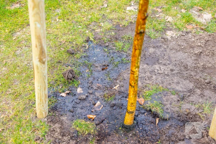 Actievoerders Greenpeace besmeuren geplante boom bij Staatsbosbeheer