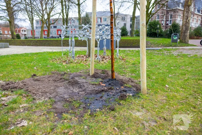 Actievoerders Greenpeace besmeuren geplante boom bij Staatsbosbeheer