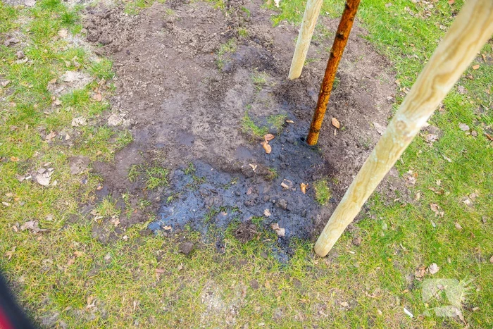 Actievoerders Greenpeace besmeuren geplante boom bij Staatsbosbeheer