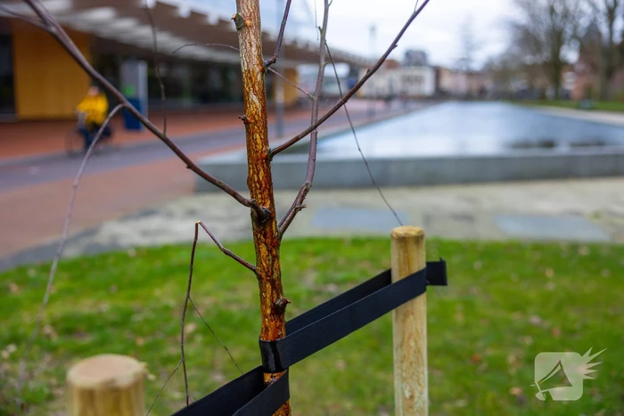 Actievoerders Greenpeace besmeuren geplante boom bij Staatsbosbeheer