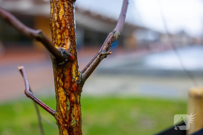Actievoerders Greenpeace besmeuren geplante boom bij Staatsbosbeheer