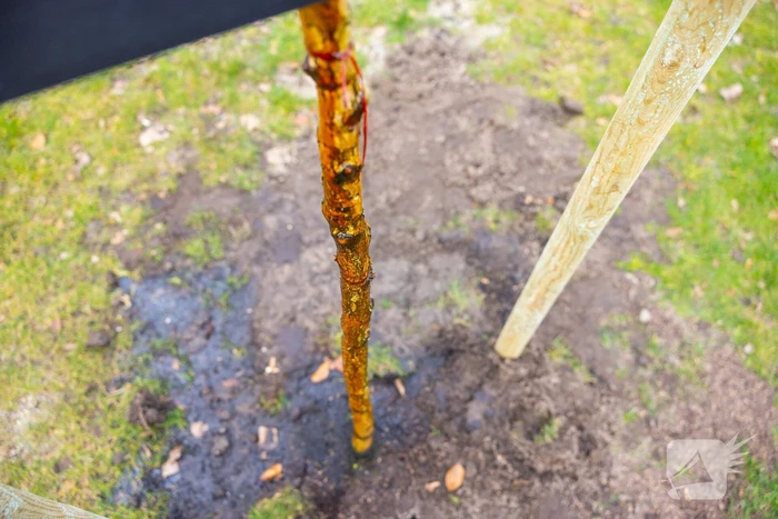 Actievoerders Greenpeace besmeuren geplante boom bij Staatsbosbeheer