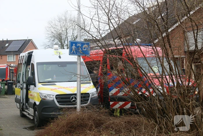 Duikers van de brandweer redden vastzittende meeuw