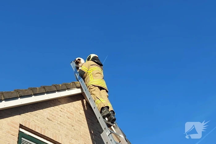 Brandweer redt kat van dak