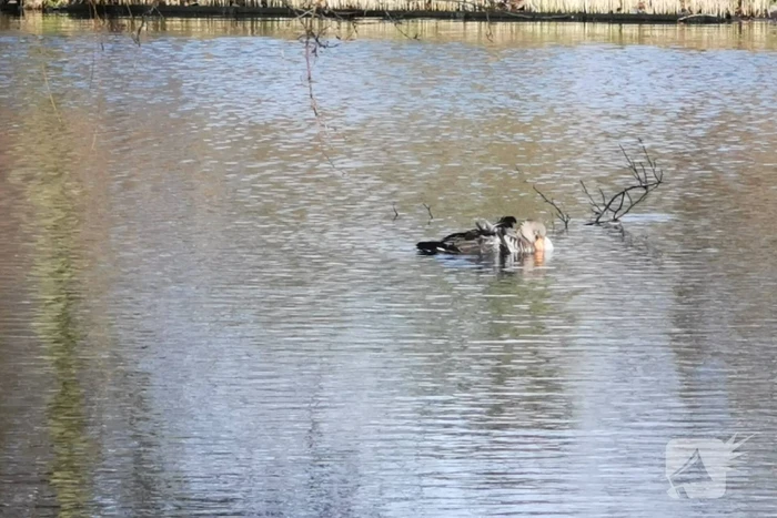 Brandweer redt gans met visdraad om zijn nek
