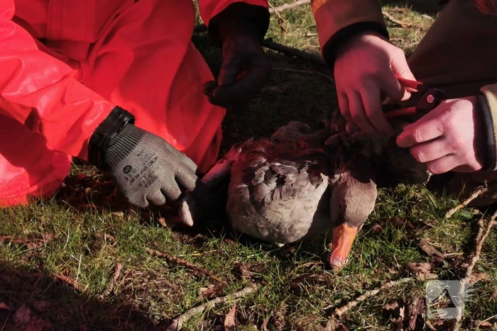 Brandweer redt gans met visdraad om zijn nek