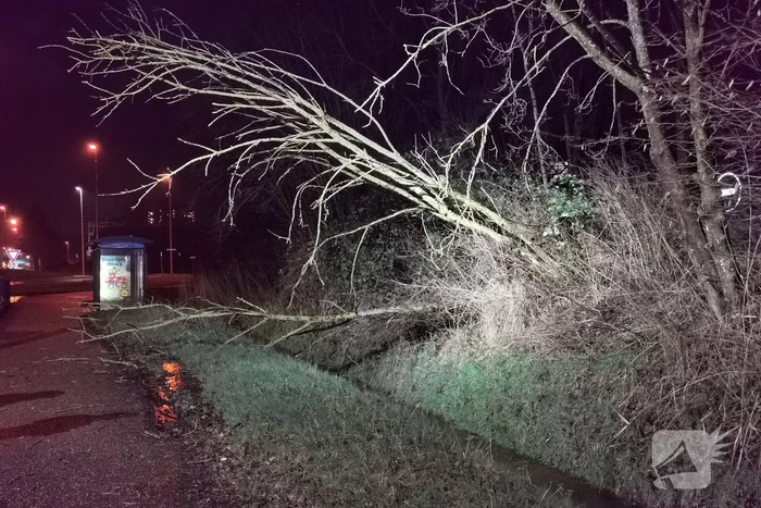 Brandweer zaagt twee bomen om