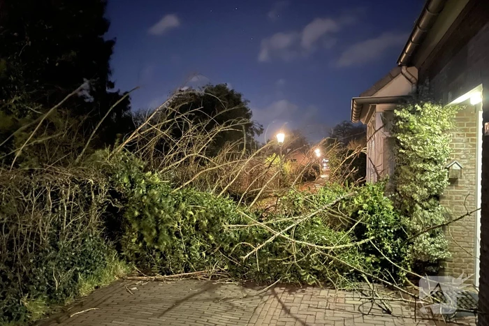Twee omgewaaide bomen beschadigde woning