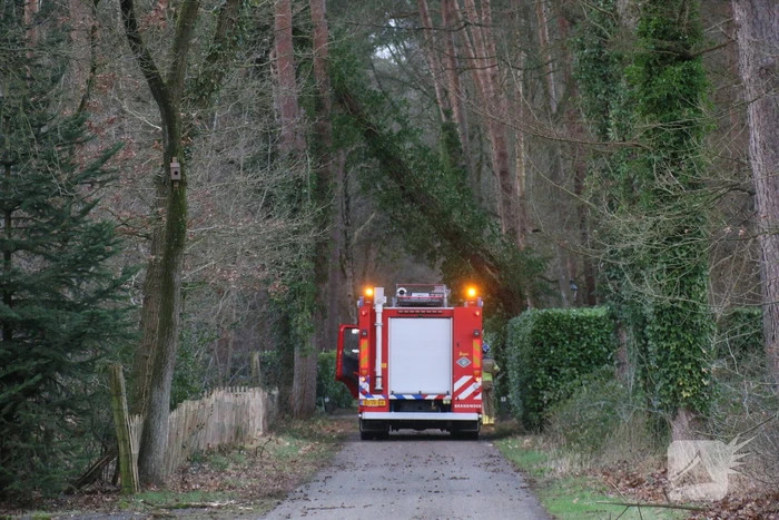 Flinke boom staat op omvallen door storm Dudley