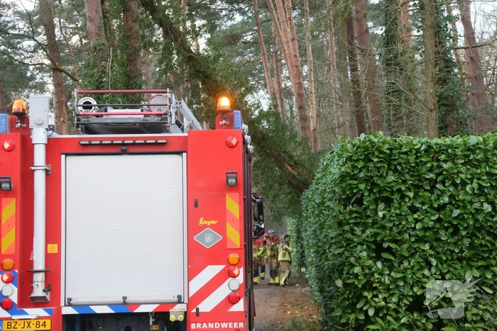 Flinke boom staat op omvallen door storm Dudley
