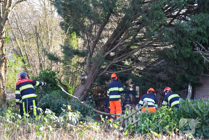 Grote dennenboom valt op woning