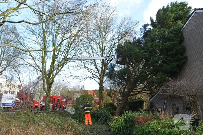 Grote dennenboom valt op woning