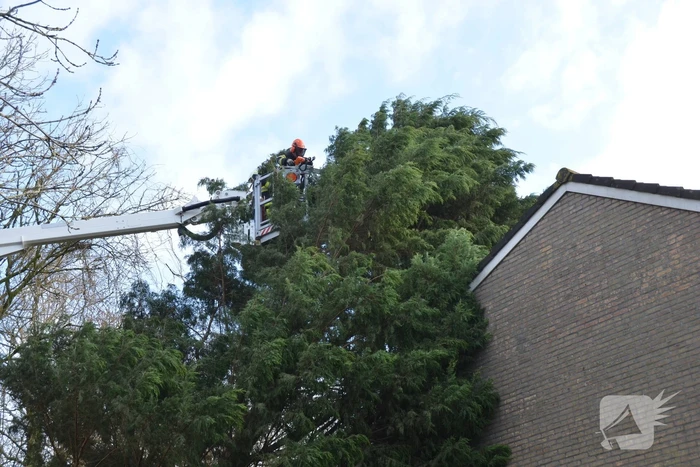 Grote dennenboom valt op woning