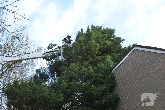 Grote dennenboom valt op woning