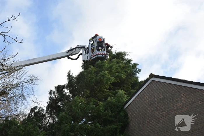 Grote dennenboom valt op woning