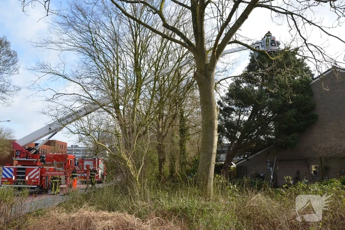 Grote dennenboom valt op woning