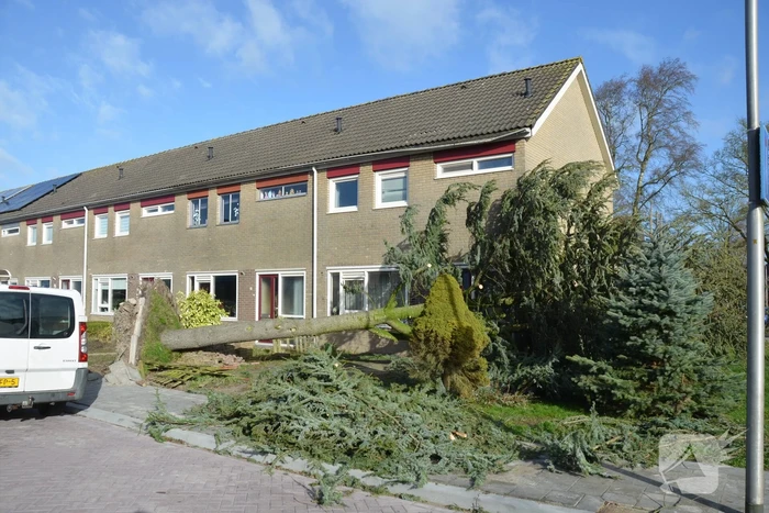 Boom waait om langs woonhuis