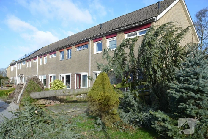 Boom waait om langs woonhuis