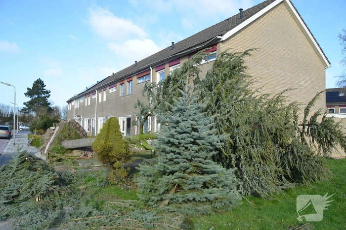 Boom waait om langs woonhuis