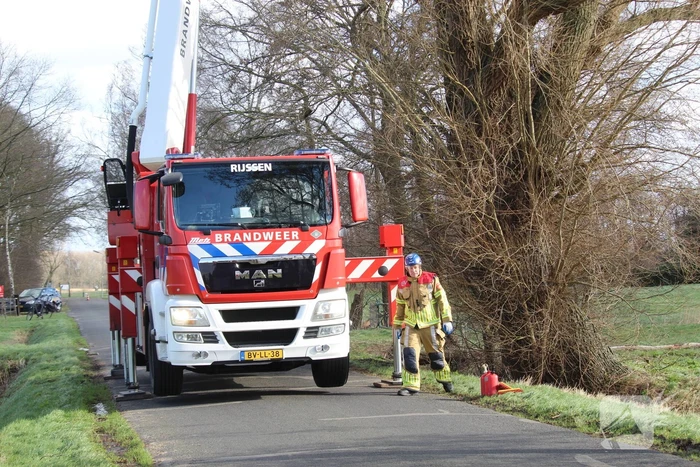 Dikke boom door storm gesplitst