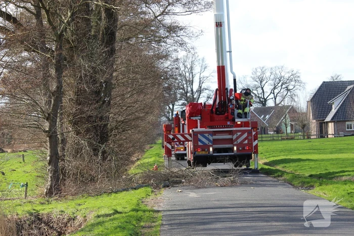 Dikke boom door storm gesplitst