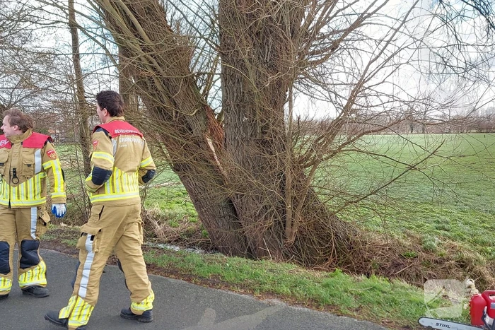 Dikke boom door storm gesplitst