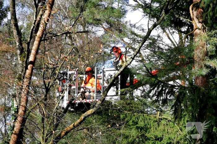 Boom dreigt op woning te vallen