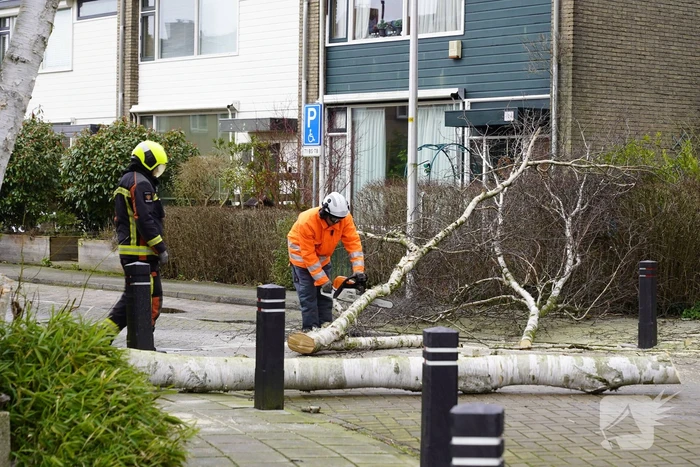 Boomstammen dreigen over weg te vallen