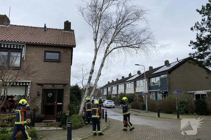 Boomstammen dreigen over weg te vallen