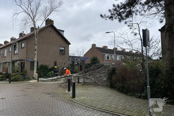 Boomstammen dreigen over weg te vallen