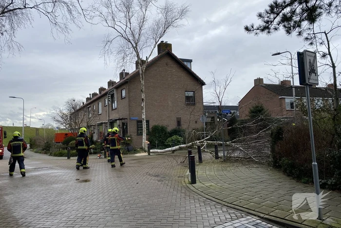 Boomstammen dreigen over weg te vallen