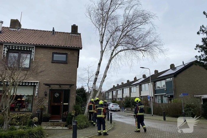 Boomstammen dreigen over weg te vallen