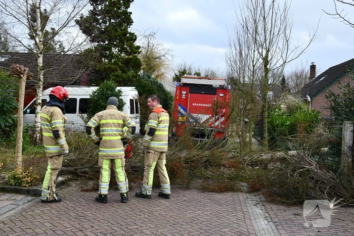 Boom waait uit voortuin over de weg
