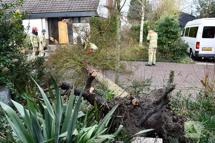 Boom waait uit voortuin over de weg