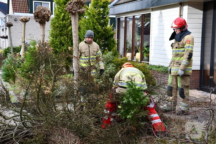 Boom waait uit voortuin over de weg