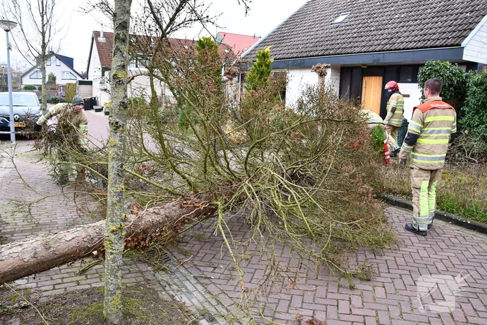 Boom waait uit voortuin over de weg