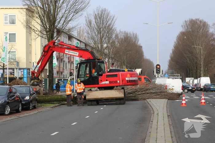 Grote boom waait om