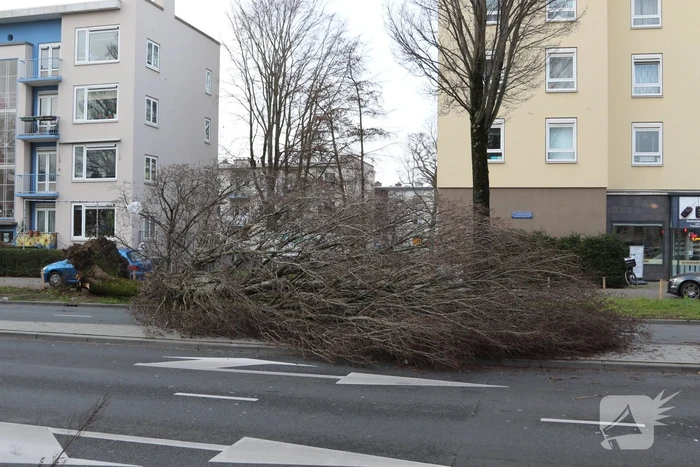Grote boom waait om