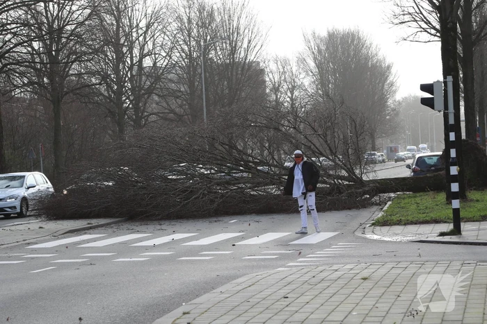 Grote boom waait om