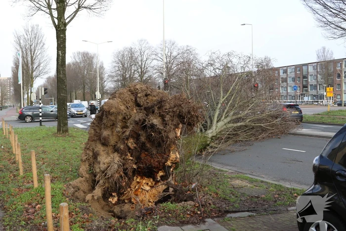 Grote boom waait om