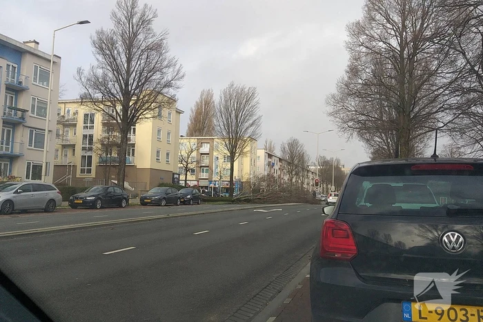 Grote boom waait om